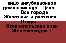 яйцо инкубационное домашних кур › Цена ­ 25 - Все города Животные и растения » Птицы   . Ставропольский край,Железноводск г.